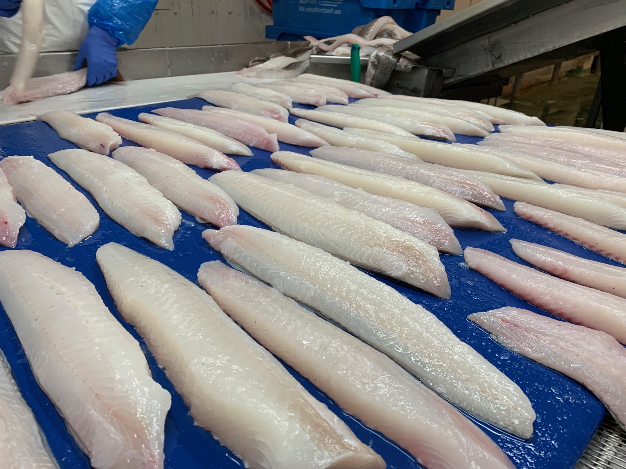haddock-fillets